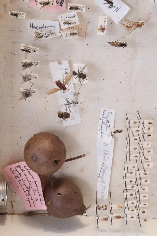Cabinet de curiosité entomologie insectes boite prélèvement sphinx divers — Foto 7