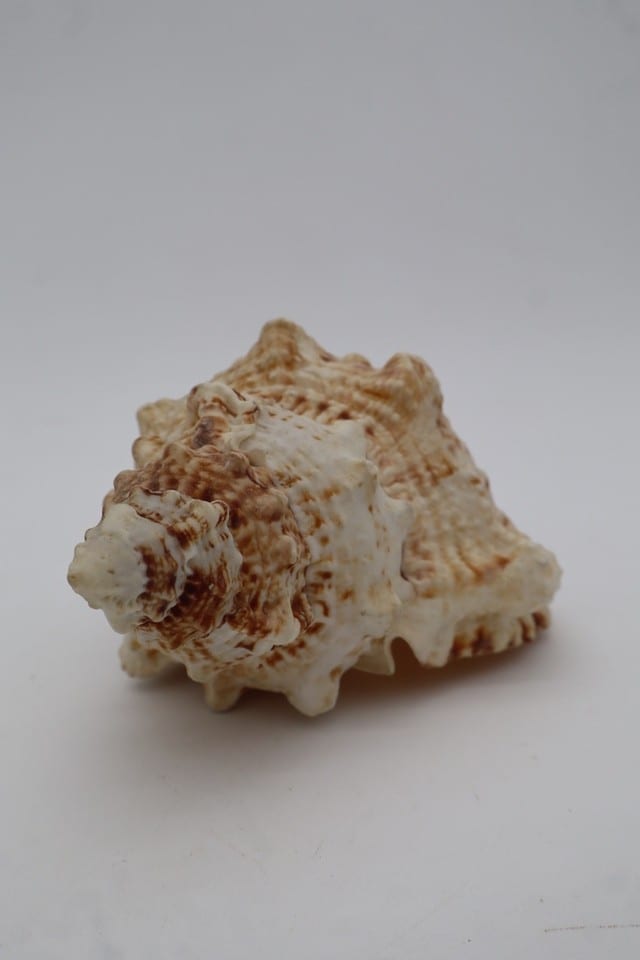 Coquillage marin Murex – coquille naturelle crème et marron – collection — photo 5
