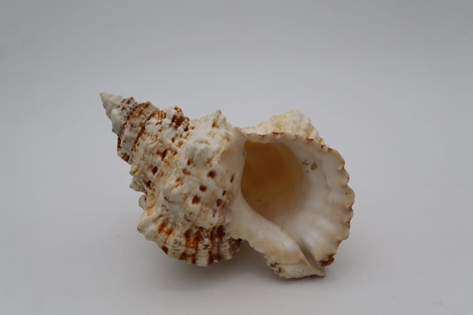 Coquillage marin Murex – coquille naturelle crème et marron – collection — photo 6