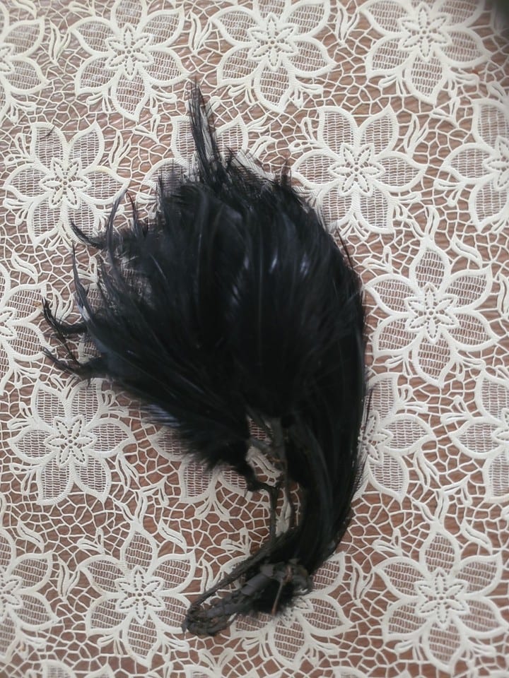 Plumes De Coq  Noires Assenblées a la base