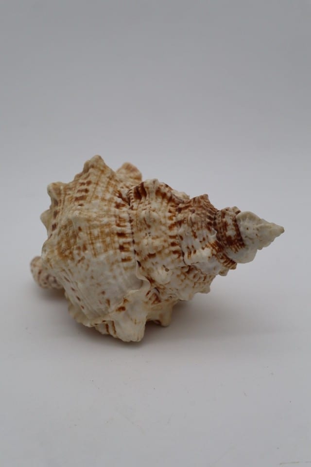 Coquillage marin Murex – coquille naturelle crème et marron – collection — photo 4