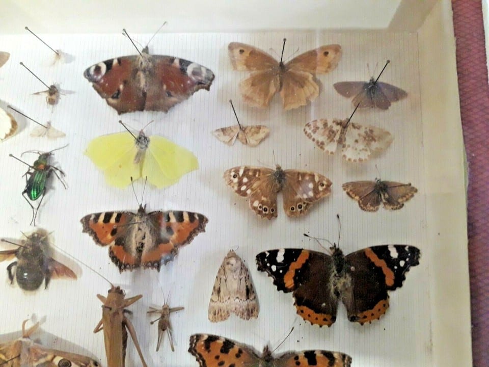 Taxidermie Cabinet de curiosité  boite papillons ( Deyrolle )vers 1960 — photo 3