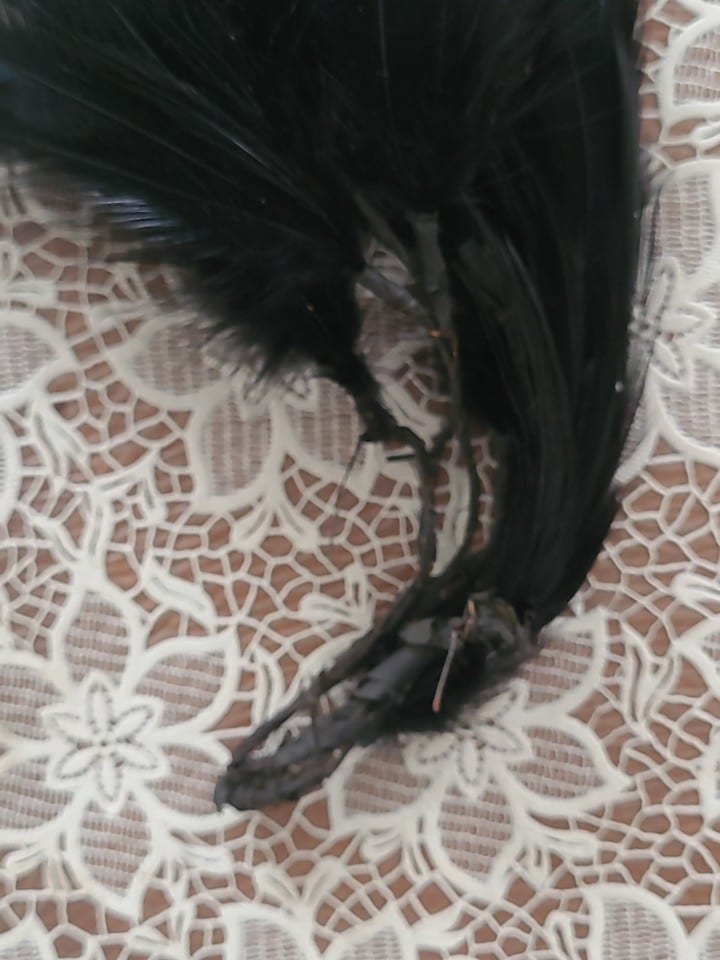 Plumes De Coq  Noires Assenblées a la base — photo 3