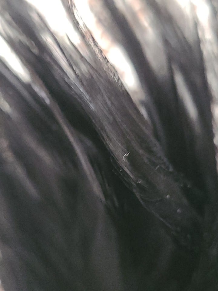 Plumes De Coq  Noires Assenblées a la base — photo 6
