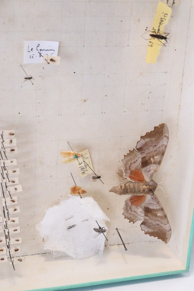Cabinet de curiosité entomologie insectes boite prélèvement sphinx divers — Foto 6