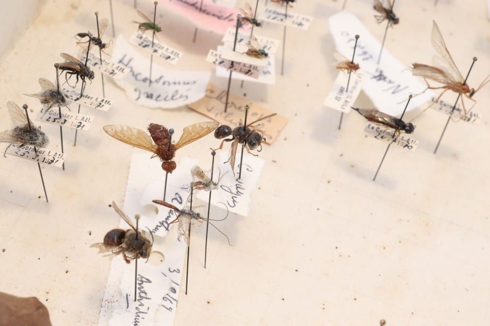 Cabinet de curiosité entomologie insectes boite prélèvement sphinx divers — Foto 8