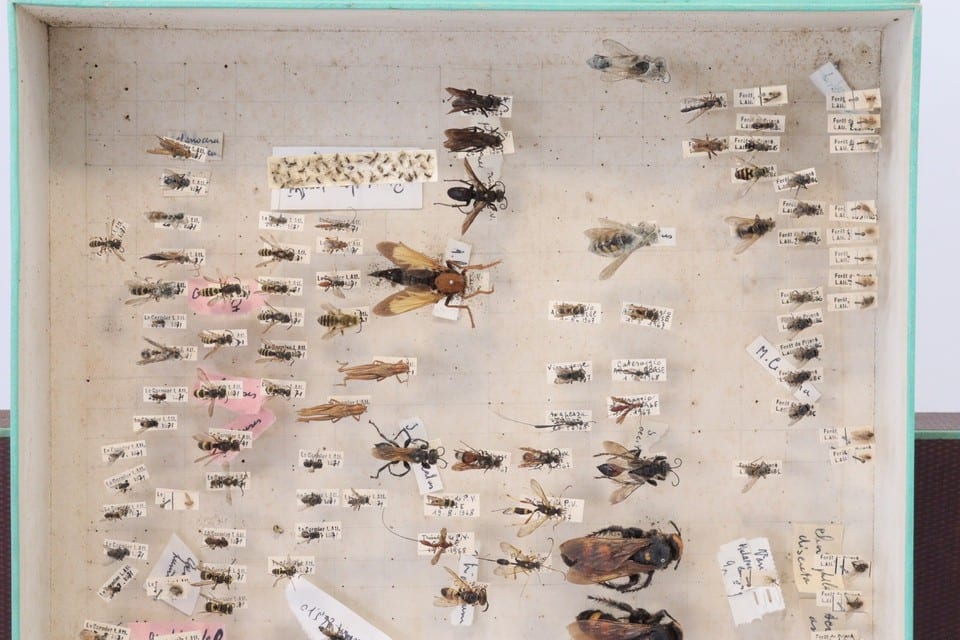 Cabinet de curiosité entomologie insectes boite prélèvement sphinx divers — Foto 2