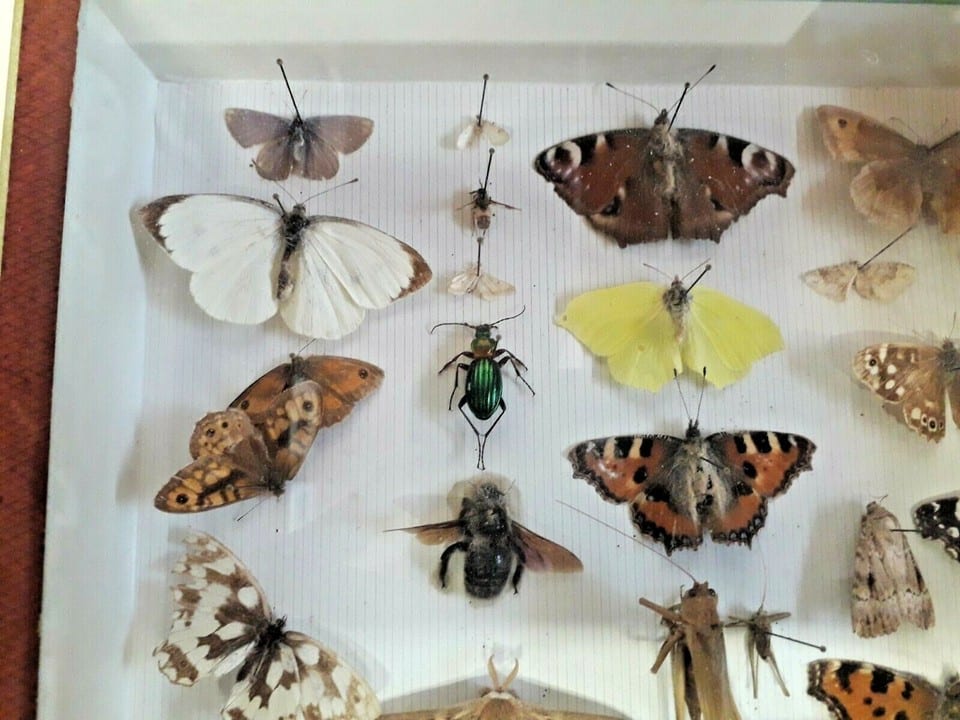 Taxidermie Cabinet de curiosité  boite papillons ( Deyrolle )vers 1960 — photo 2