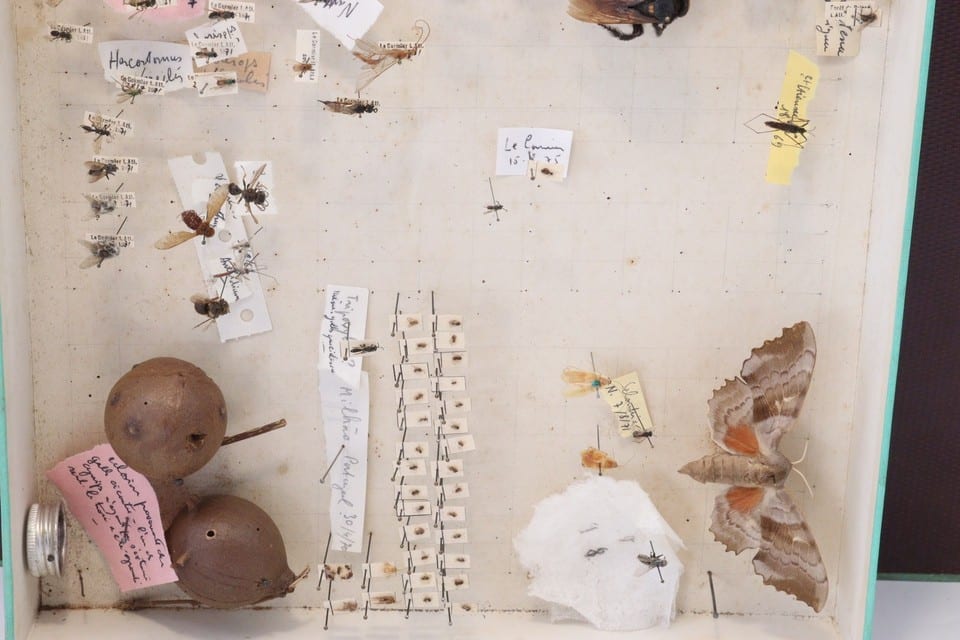 Cabinet de curiosité entomologie insectes boite prélèvement sphinx divers — Foto 3
