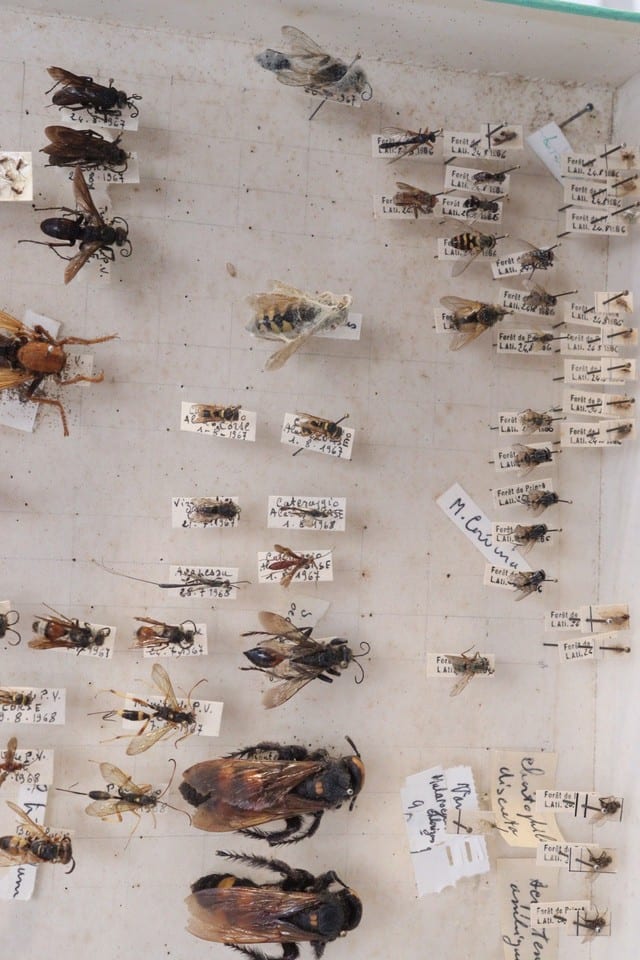 Cabinet de curiosité entomologie insectes boite prélèvement sphinx divers — Foto 5