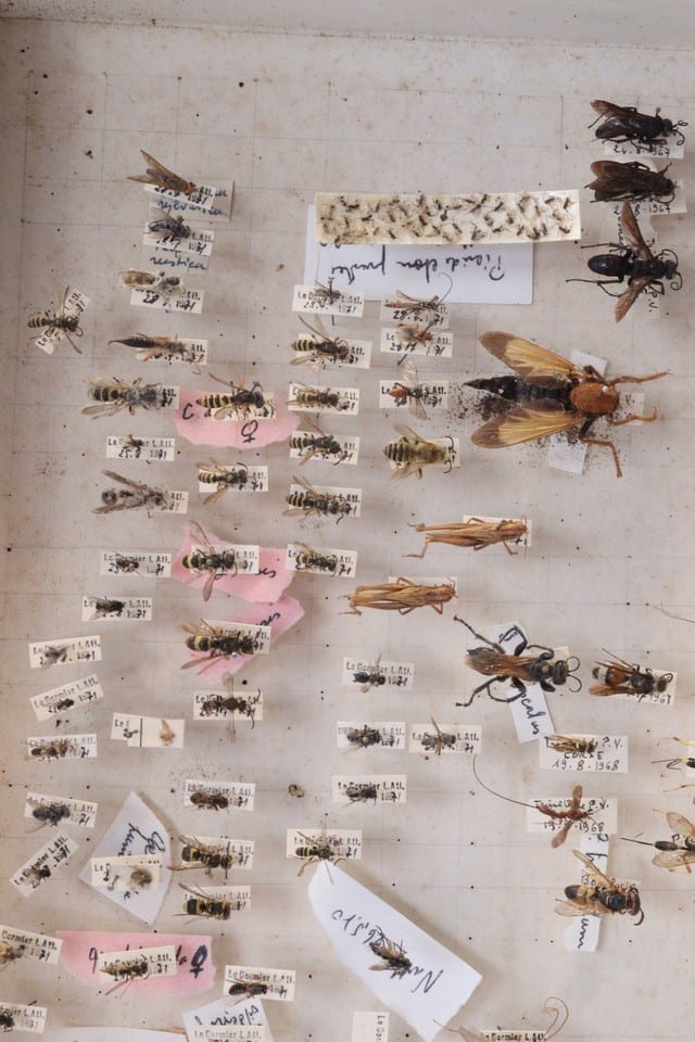 Cabinet de curiosité entomologie insectes boite prélèvement sphinx divers — Foto 4