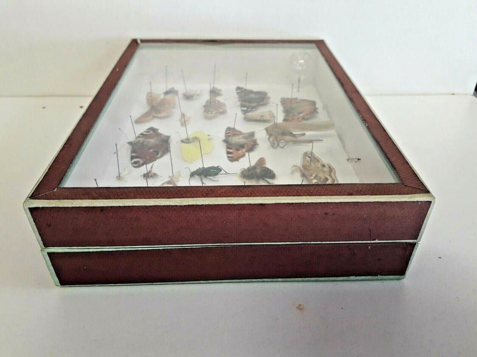 Taxidermie Cabinet de curiosité  boite papillons ( Deyrolle )vers 1960 — photo 8