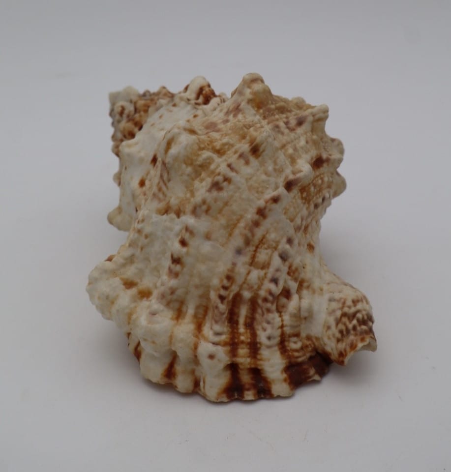 Coquillage marin Murex – coquille naturelle crème et marron – collection — photo 2