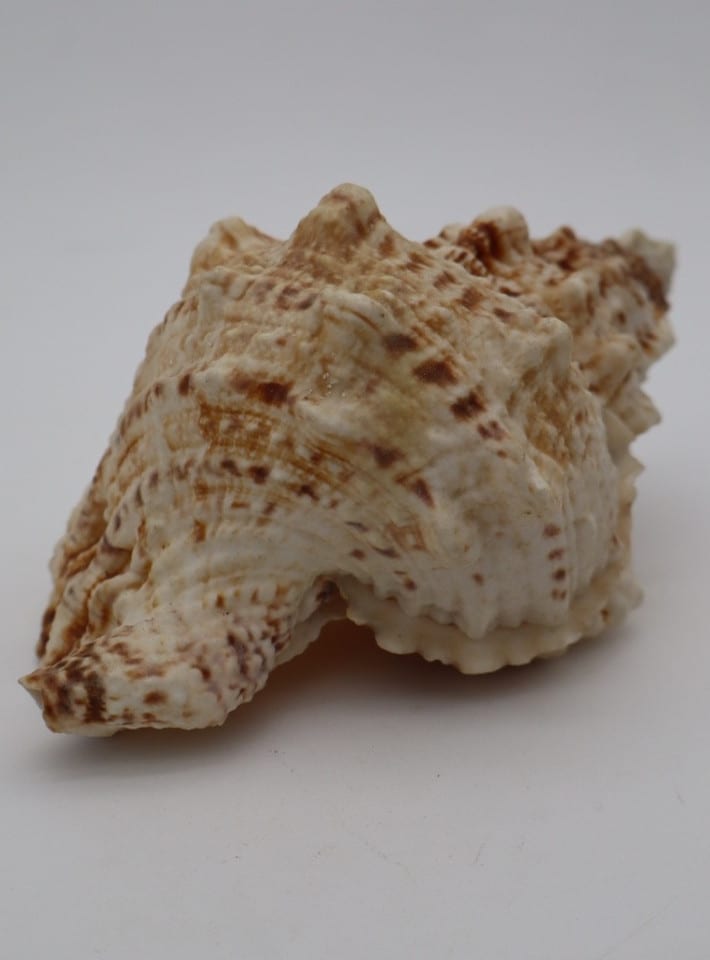 Coquillage marin Murex – coquille naturelle crème et marron – collection — photo 3