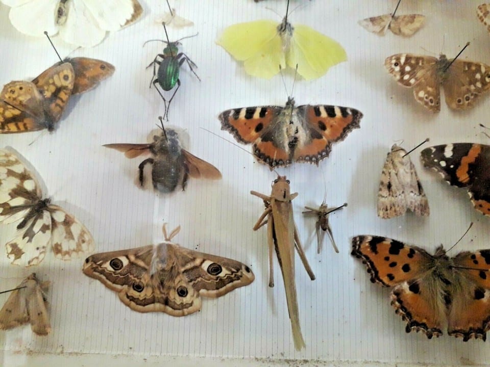 Taxidermie Cabinet de curiosité  boite papillons ( Deyrolle )vers 1960 — photo 5