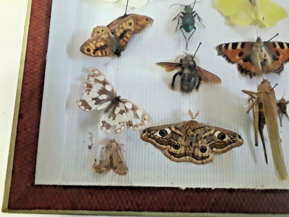Taxidermie Cabinet de curiosité  boite papillons ( Deyrolle )vers 1960 — photo 6