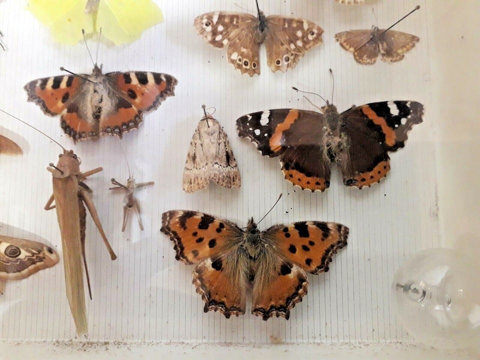 Taxidermie Cabinet de curiosité  boite papillons ( Deyrolle )vers 1960 — photo 4