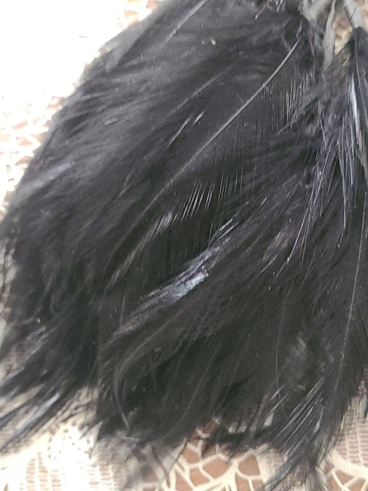 Plumes De Coq  Noires Assenblées a la base — photo 7