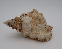 Coquillage marin Murex – coquille naturelle crème et marron – collection