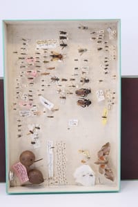 Cabinet de curiosité entomologie insectes boite prélèvement sphinx divers