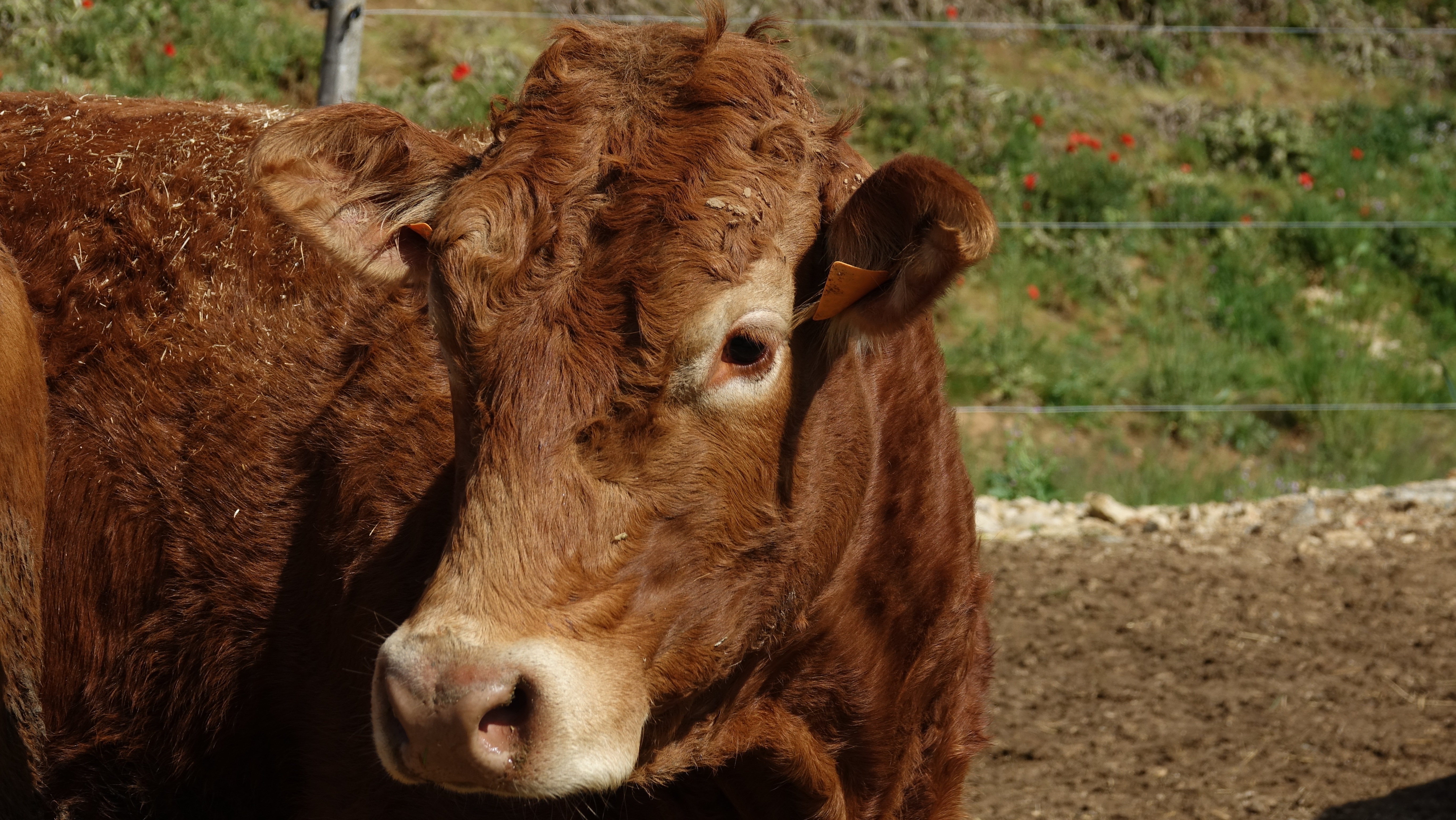 Comice agricole et brocante / foire commerciale